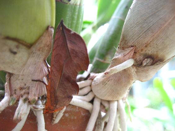 ���ƒ�̉ԂƎČ��E��