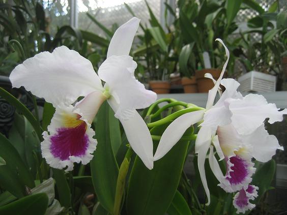 ���ƒ�̉ԂƎČ��E��