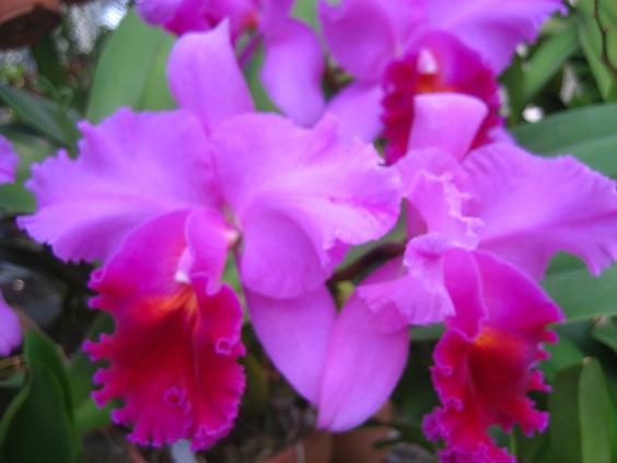 ���ƒ�̉ԂƎČ��E��