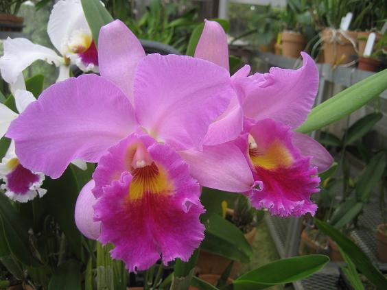 ���ƒ�̉ԂƎČ��E��