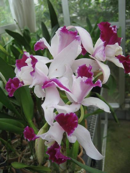 ���ƒ�̉ԂƎČ��E��