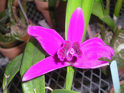 ���ƒ�̉ԂƎČ��E��