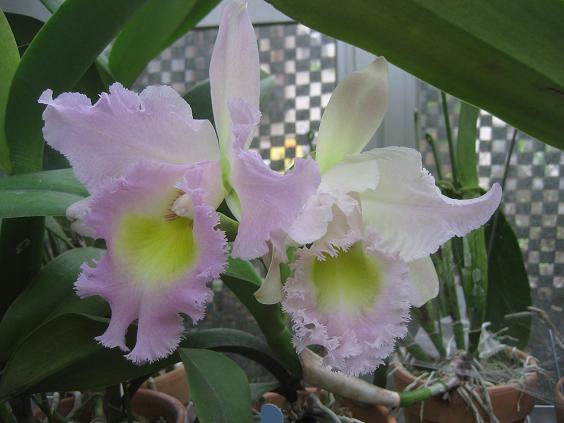 ���ƒ�̉ԂƎČ��E��