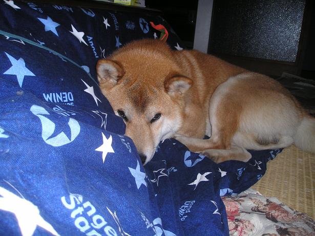 ���ƒ�̉ԂƎČ��E��