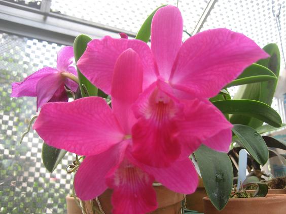 ���ƒ�̉ԂƎČ��E��