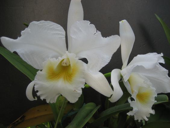 ���ƒ�̉ԂƎČ��E��