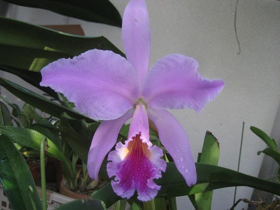 ���ƒ�̉ԂƎČ��E��