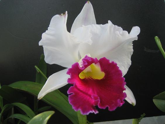 ���ƒ�̉ԂƎČ��E��