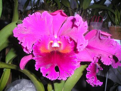 ���ƒ�̉ԂƎČ��E��