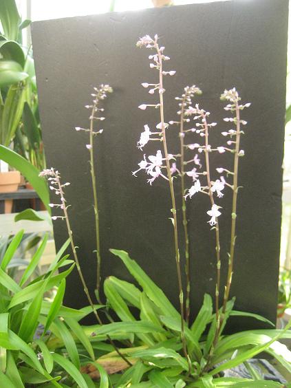 ���ƒ�̉ԂƎČ��E��