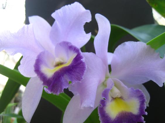 ���ƒ�̉ԂƎČ��E��