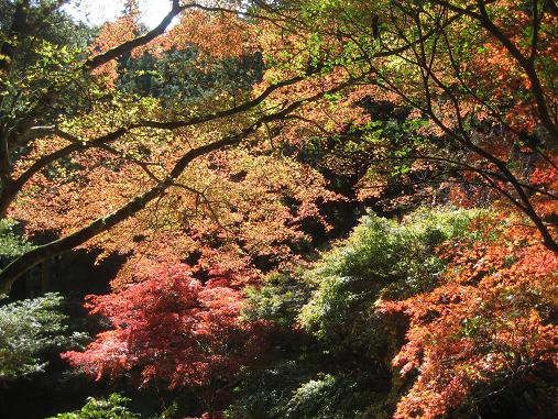 ���ƒ�̉ԂƎČ��E��