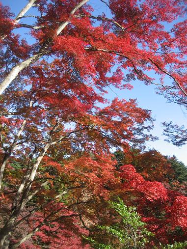 ���ƒ�̉ԂƎČ��E��