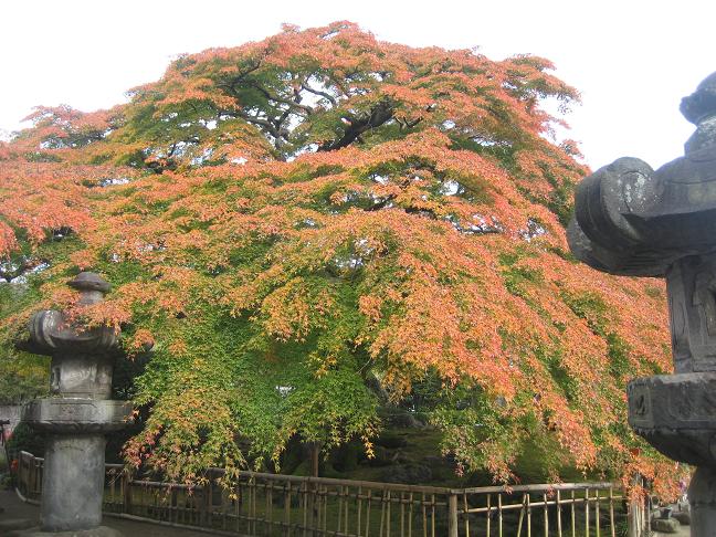 ���ƒ�̉ԂƎČ��E��