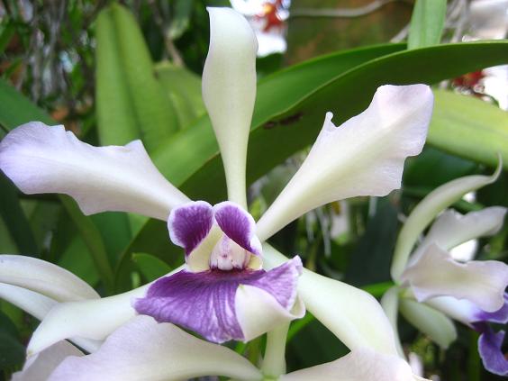 ���ƒ�̉ԂƎČ��E��