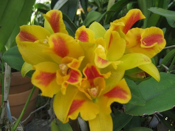 ���ƒ�̉ԂƎČ��E��