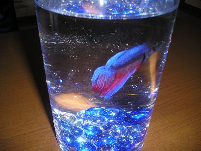 ���ƒ�̉ԂƎČ��E��