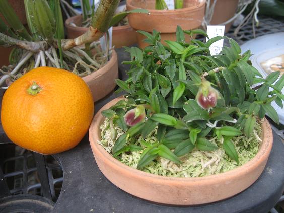 ���ƒ�̉ԂƎČ��E��