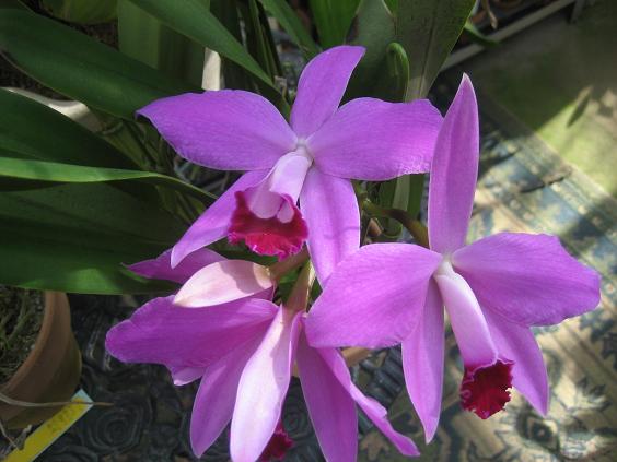 ���ƒ�̉ԂƎČ��E��