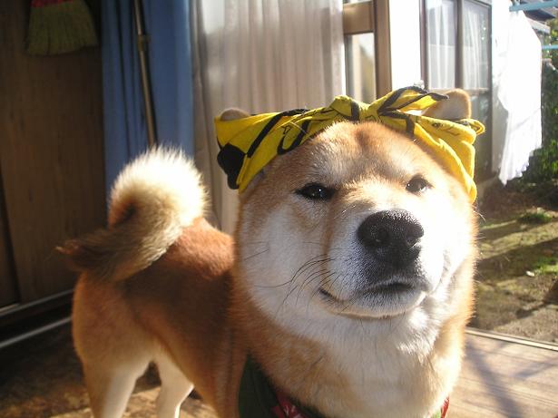 ���ƒ�̉ԂƎČ��E��