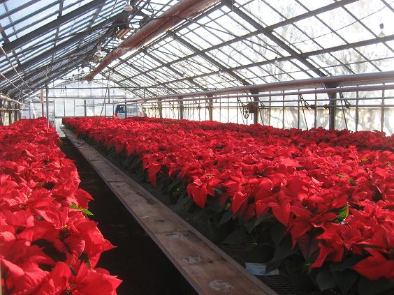 ���ƒ�̉ԂƎČ��E��