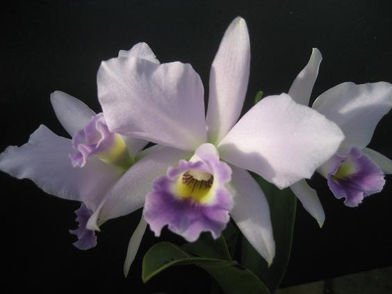 ���ƒ�̉ԂƎČ��E��