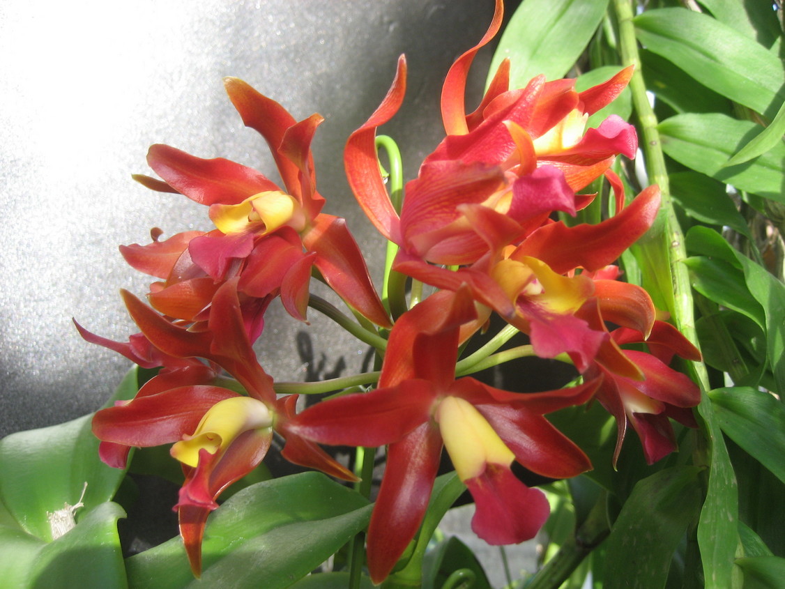 ���ƒ�̉ԂƎČ��E��