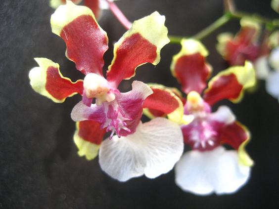 ���ƒ�̉ԂƎČ��E��