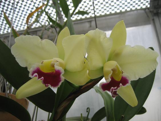 ���ƒ�̉ԂƎČ��E��