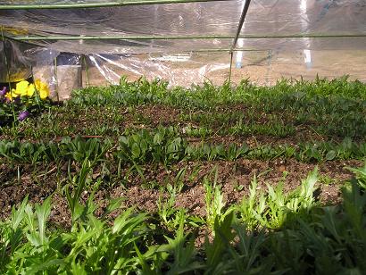 ���ƒ�̉ԂƎČ��E��