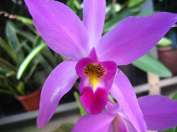 ���ƒ�̉ԂƎČ��E��