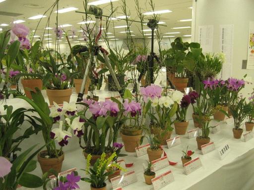 ���ƒ�̉ԂƎČ��E��