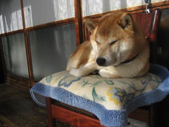 ���ƒ�̉ԂƎČ��E��