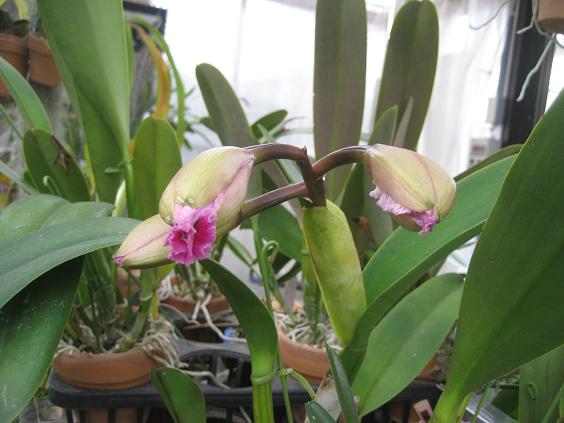 ���ƒ�̉ԂƎČ��E��