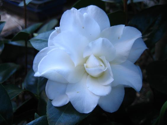 ���ƒ�̉ԂƎČ��E��