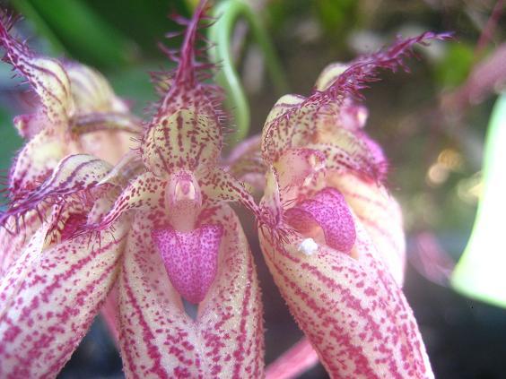 ���ƒ�̉ԂƎČ��E��