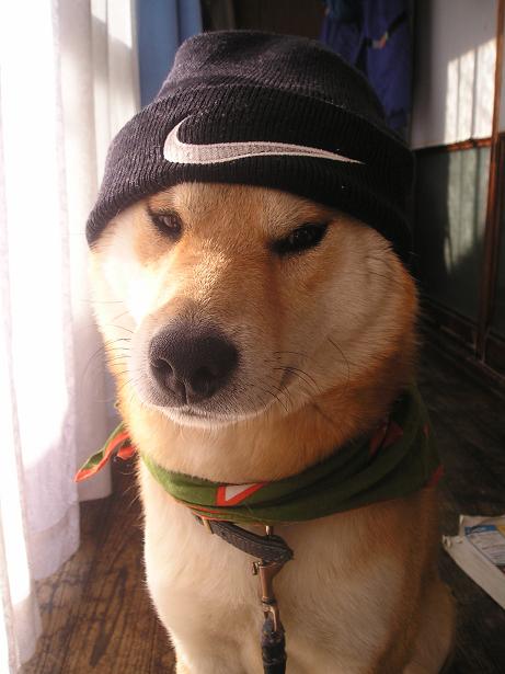 ���ƒ�̉ԂƎČ��E��