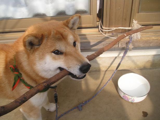 ���ƒ�̉ԂƎČ��E��