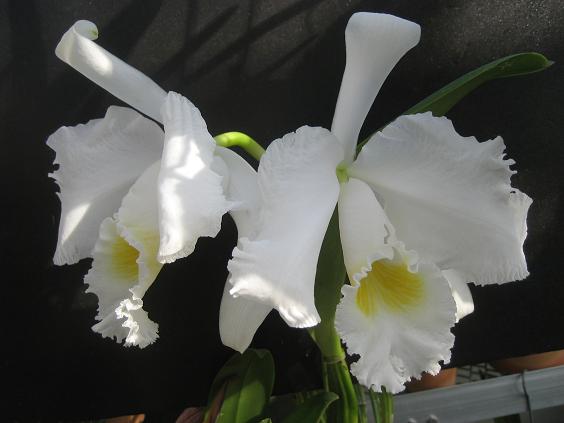 ���ƒ�̉ԂƎČ��E��