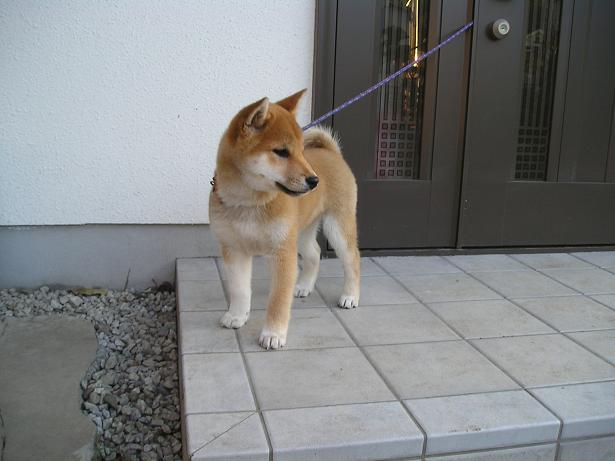 ���ƒ�̉ԂƎČ��E��