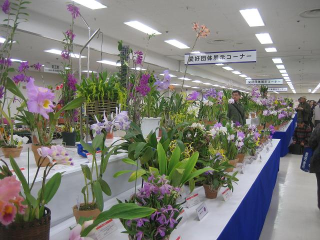 ���ƒ�̉ԂƎČ��E��