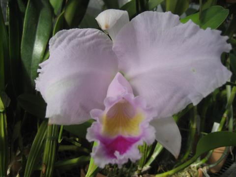 ���ƒ�̉ԂƎČ��E��