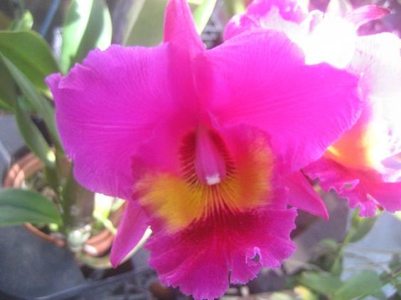 ���ƒ�̉ԂƎČ��E��