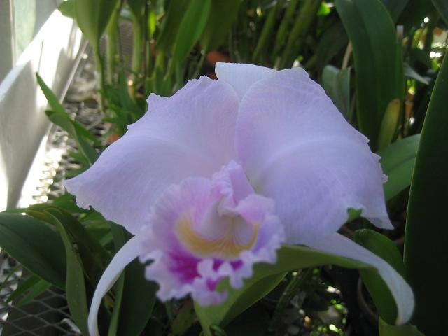 ���ƒ�̉ԂƎČ��E��