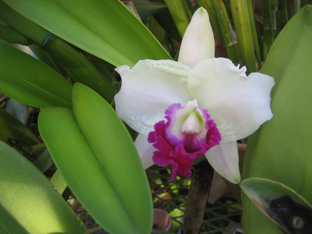 ���ƒ�̉ԂƎČ��E��