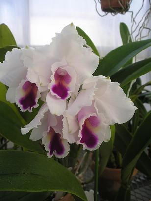 ���ƒ�̉ԂƎČ��E��