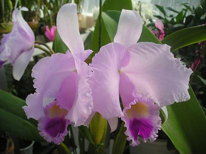 ���ƒ�̉ԂƎČ��E��