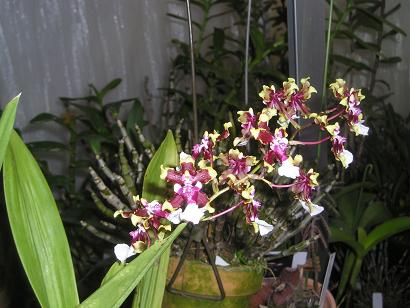 ���ƒ�̉ԂƎČ��E��