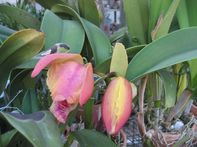 ���ƒ�̉ԂƎČ��E��