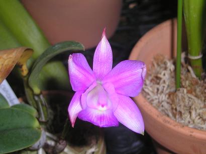 ���ƒ�̉ԂƎČ��E��